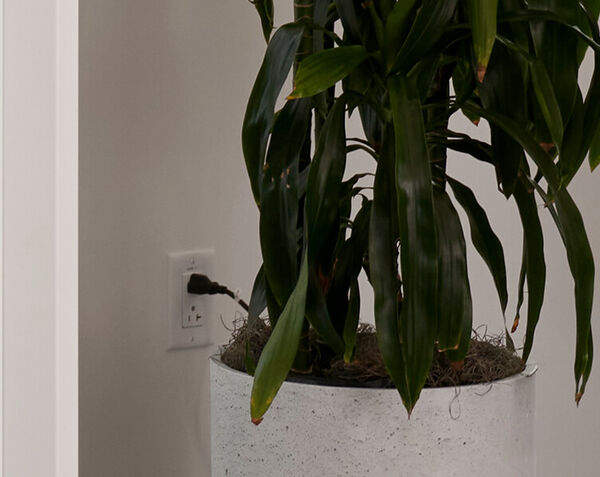 the power cord to the privacy booth plugged into the wall behind a plant