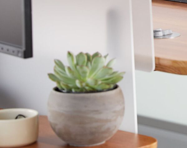 plant on desk with acrylic modesty panel in the background